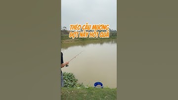 Thẻo câu mương đợt này hót quá | thả là bao lượm mương? #theocaumuong