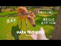 【奈良旅行】奈良一人旅。奈良の歴史観光と鹿に癒されるぼっち旅