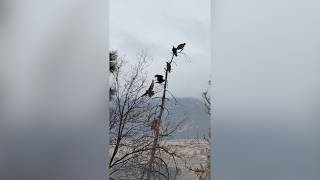 Famous RAW: Turkey vultures in Lake Country Net Worth