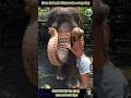 Rare & Adorable Animal Moments You’ve Never Seen Before!