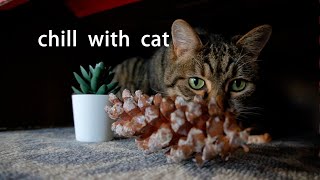 Cat With Pinecone~ Chill | Lofi | Beats | Relax | Calm | Study | Work | Sleep