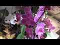 Орхидея Фаленопсис #Phalaenopsis моя волшебная страна цветов!