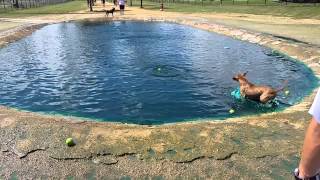 Pit bulls first time to the dog park by GuNSaYa 2,051 views 9 years ago 3 minutes, 23 seconds
