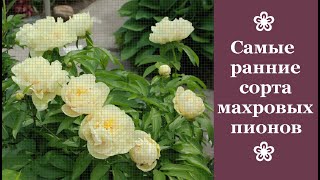 ❀ Самые ранние сорта махровых пионов