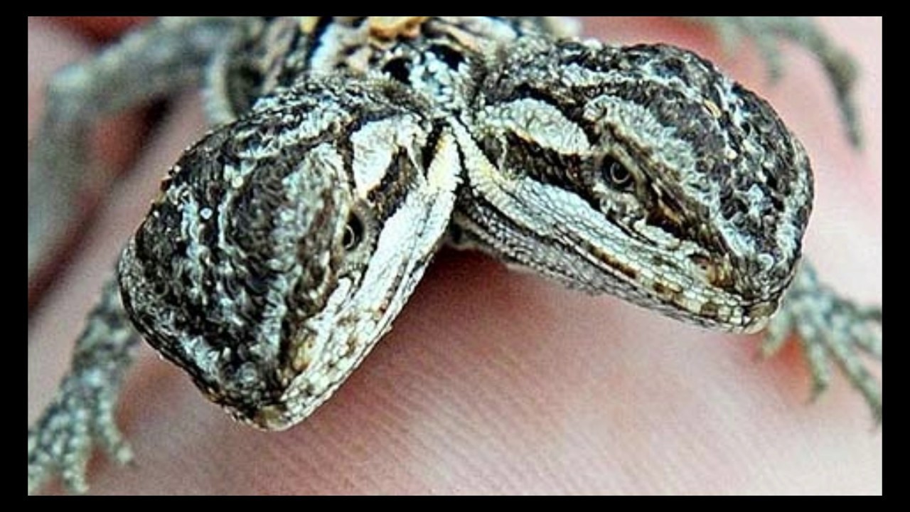 LAGARTO DE DOS CABEZAS COMIENDO CUCARACHAS YouTube