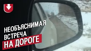 Водитель не ожидал такой встречи на дороге