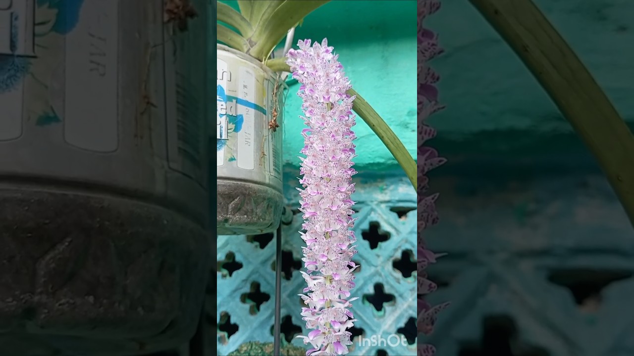 #country #flowers #video #popular