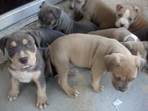 TRI COLOR PITBULL PUPPIES @ 5 WEEKS OLD www.nationalpitbullleague.com - You...