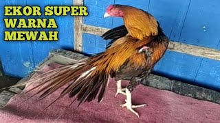 Ayam Ekor Lidi Mewah Ekor Super Kaku