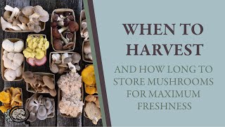 When to Harvest and How Long to Store Mushrooms for Maximum Freshness