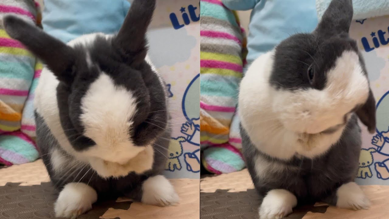 Bunny Cleaning Her Face Before a Nap