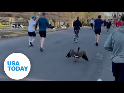 Speedy goose joins half-marathon race alongside runners in Kansas City | USA TODAY