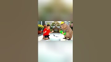 Capy cùng anh giúp bà tắm cho cá heo và cái kết #capybara