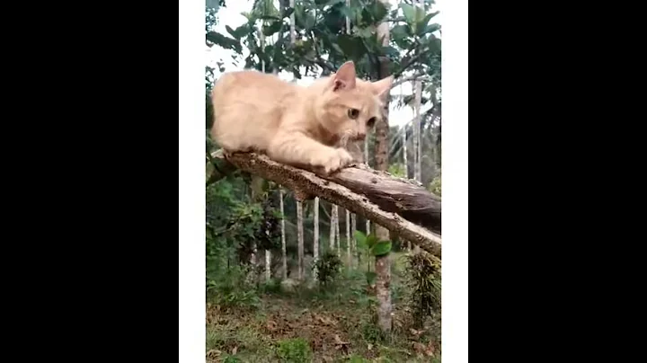 Watch the video about Cat Lover whatsapp status|cat love whatsapp status|MA BABY LOVE WHATSAPP STATUS|COP BEATS