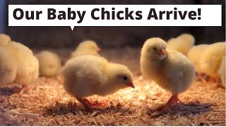OUR BABY CHICKS HAVE ARRIVED! Ordering chicks online.