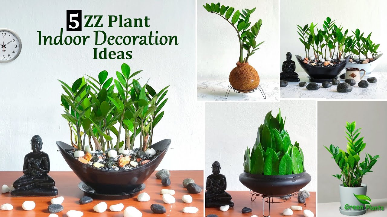 5 Amazing ZZ Plant Indoor Decoration Ideas | ZZ Plants Growing ...