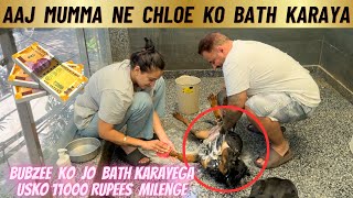 Rottweiler Puppy Chloe Ko Aaj Mumma Ne Bath Karaaya: Bubzee Ko Baat Karwaane Pe Milenge 11000 Rupees