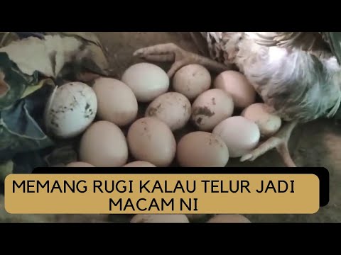 Video: Asal usul ayam belanda. Turki (burung): foto