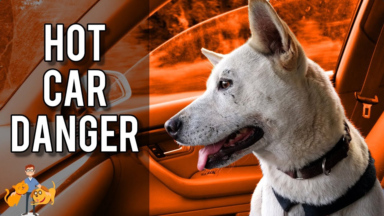 How Long Can You Leave Dogs In Hot Cars? (this is how hot they get