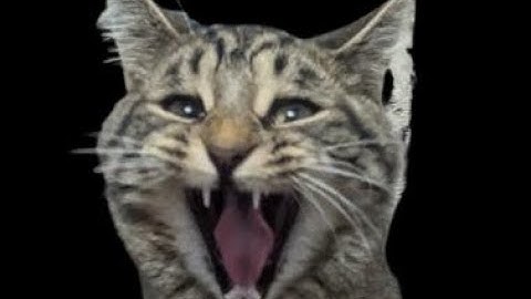 First week-ish with Primordial.dev