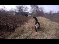 Кошка защищает хозяина.Funny cat