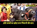 छोटे बच्चों का झोटा बना भिवानी की शान || पटवारी मुर्रा कटड़ा || M-29 MALE CALF MURRA