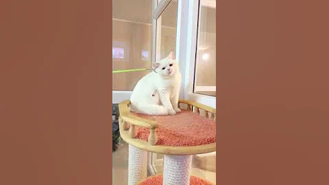 Video 4575081: shorthair cat kucing britishshorthair, british shorthair cat kucing, british shorthair male cat, white british shorthair cat