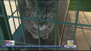 'Unleash Your Love' virtual fundraiser raises nearly $30,000 for Bakersfield SPCA
