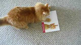 Cat Attacks Meowing Birthday Card