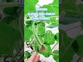 Tenerume la pianta della Cucuzza Lunga