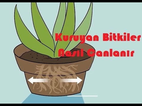 Video: Kuru Mersin: Bir Ağaç Nasıl Canlandırılır Ve Yaprak Dökerse Ne Yapılır? Evde Bir Bitki Nasıl Kurtarılır?