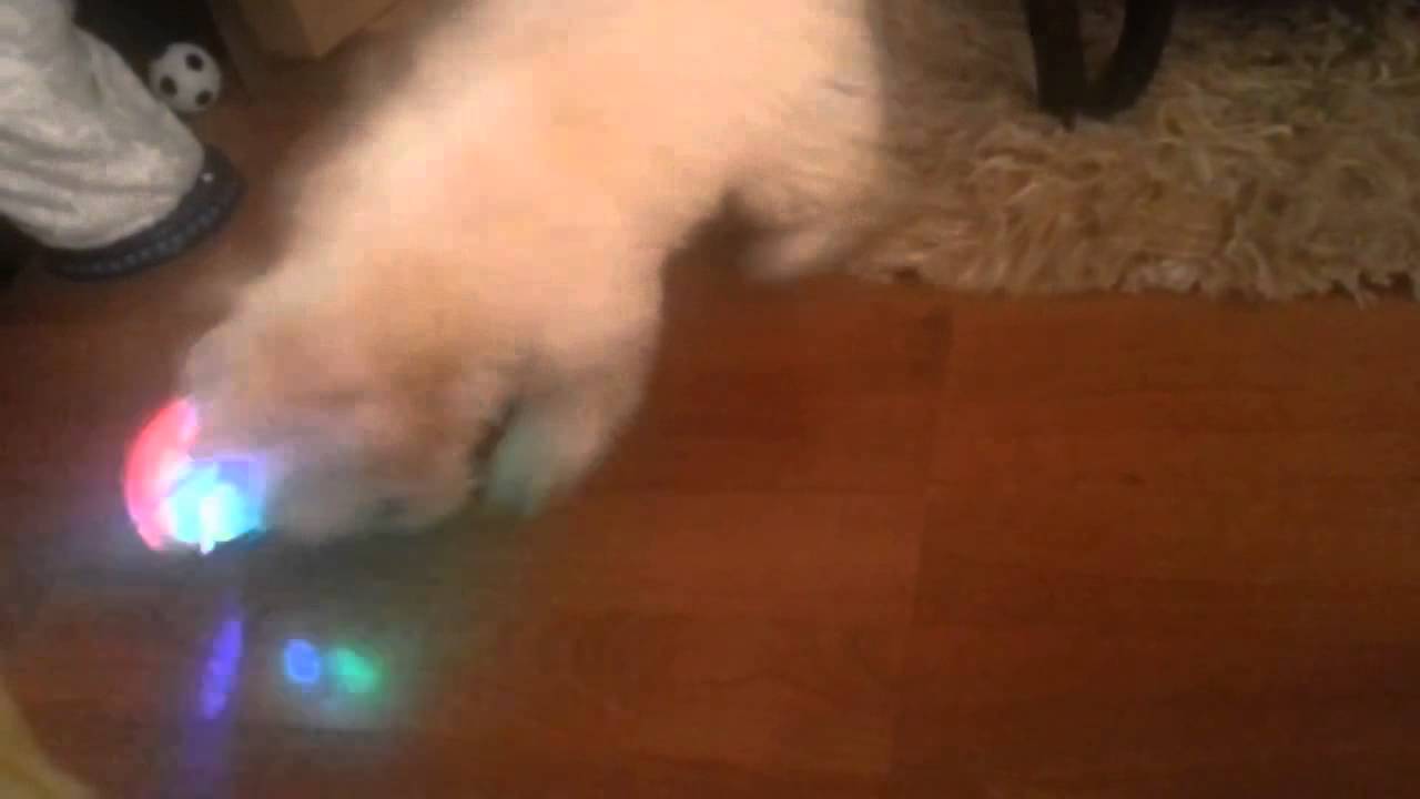 Crazy Dog and crazy ball