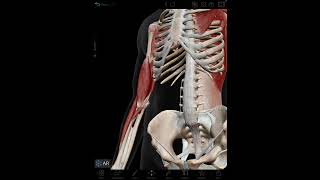 Muscles that Move the Shoulder and Elbow | Visible Body