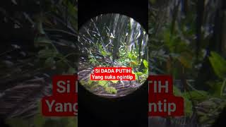 Si Dada Putih menembak burungruakruak shoot burung ruak2 sniper ruakruak hunting shorts