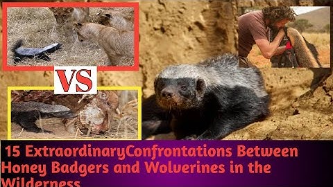 15 ExtraordinaryConfrontations Between Honey Badgers and Wolverines in the Wilderness