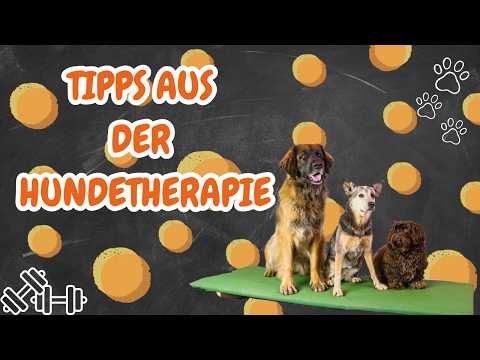 Therapiewippe – gelenkschonendes Training für Muskulatur, Balance und Gesundheit