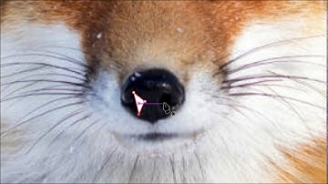 Adobe Illustrator   Low Poly Art   Part 1