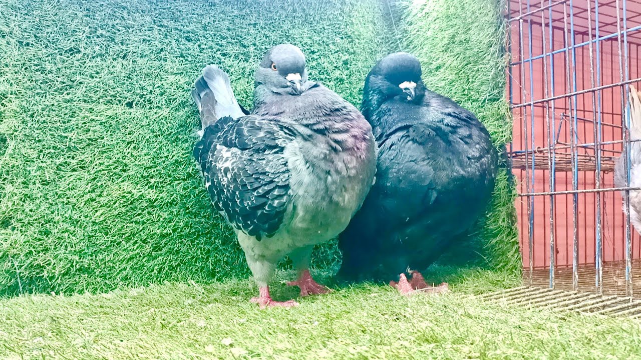 موجود مجموعه 🔥 حمام كينج مستوى محترم جدا عند يوسف جوده 💥 01111712200#العناني