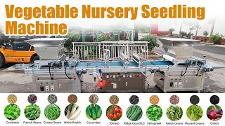 Automatic nursery seed sowing machine with double row seeding and 3 seeds in one hole | Nursery farm