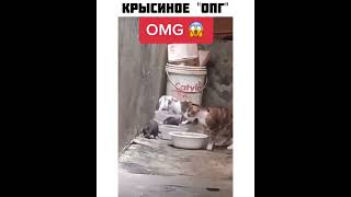 Крысиное Опг