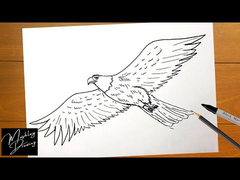 Share more than 71 shaheen bird sketch best - seven.edu.vn