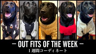 【犬服　１週間コーデ】黒ラブ・ナラの私服をファッションチェック！どれもオシャレ可愛いすぎた！［ラブラドール］