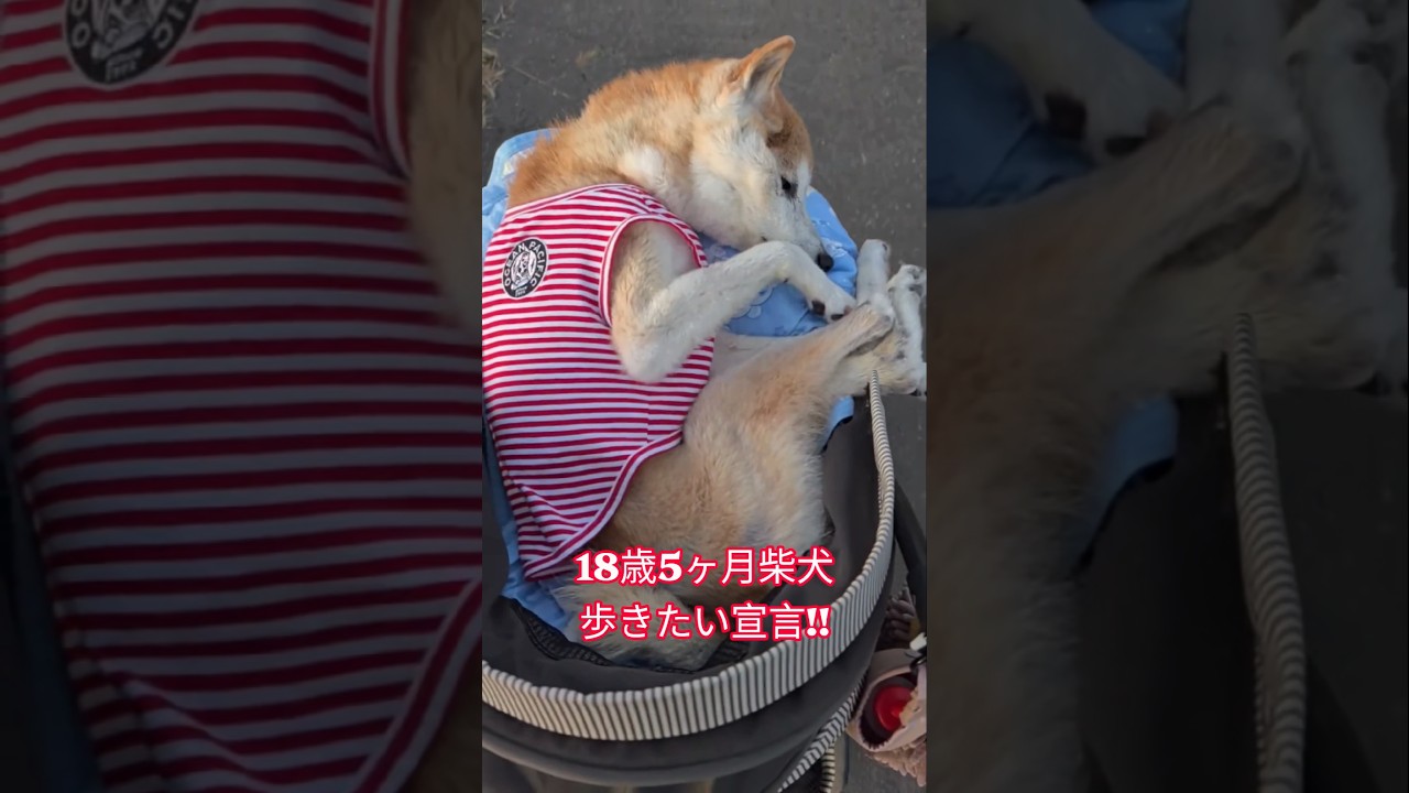 18-year-5-month-old Shiba Inu, declaring they're still going