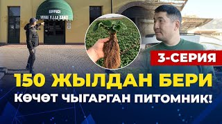 Кыргызстанга ылайыктуу ЖАҢЫ СОРТТОРДУ таптык!