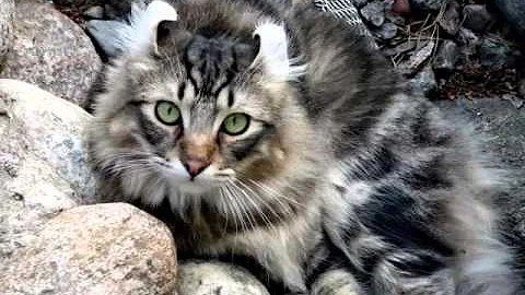 Watch the video about Black American Curl - Cat Pictures