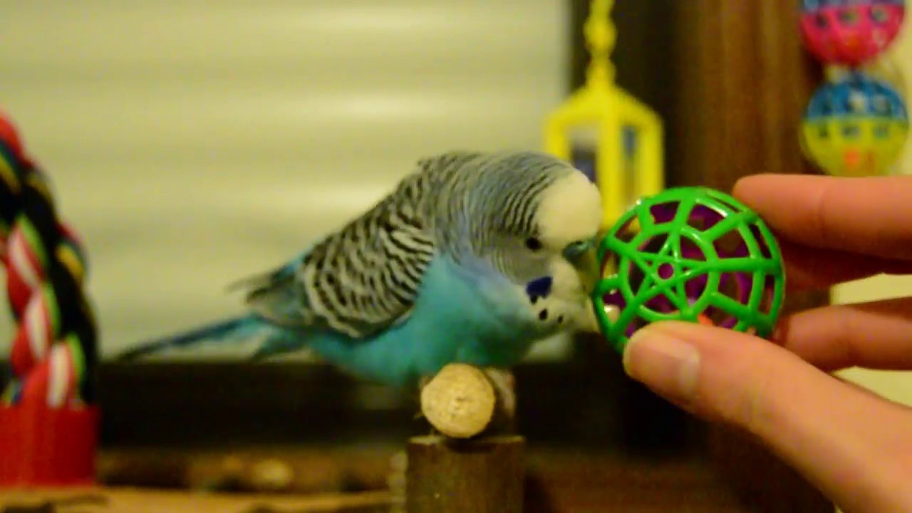Budgie tail bobbing treatment