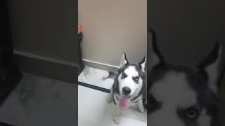 Good boy husky