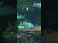 Aquarium 4k HDR Dolby Vision Demo #shorts #shortvideo #youtubeshorts