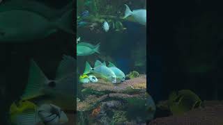 Aquarium 4k HDR Dolby Vision Demo #shorts #shortvideo #youtubeshorts