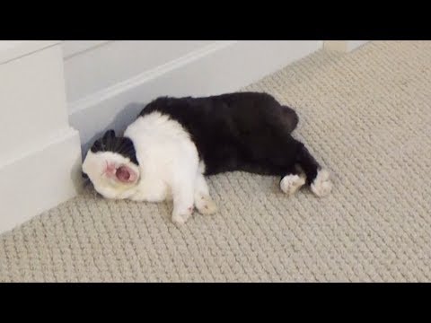 rabbit-flops-into-wall-and-bumps-his-head